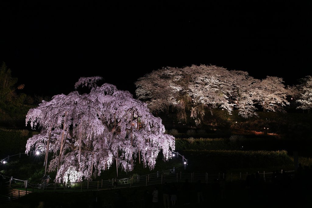 夜桜