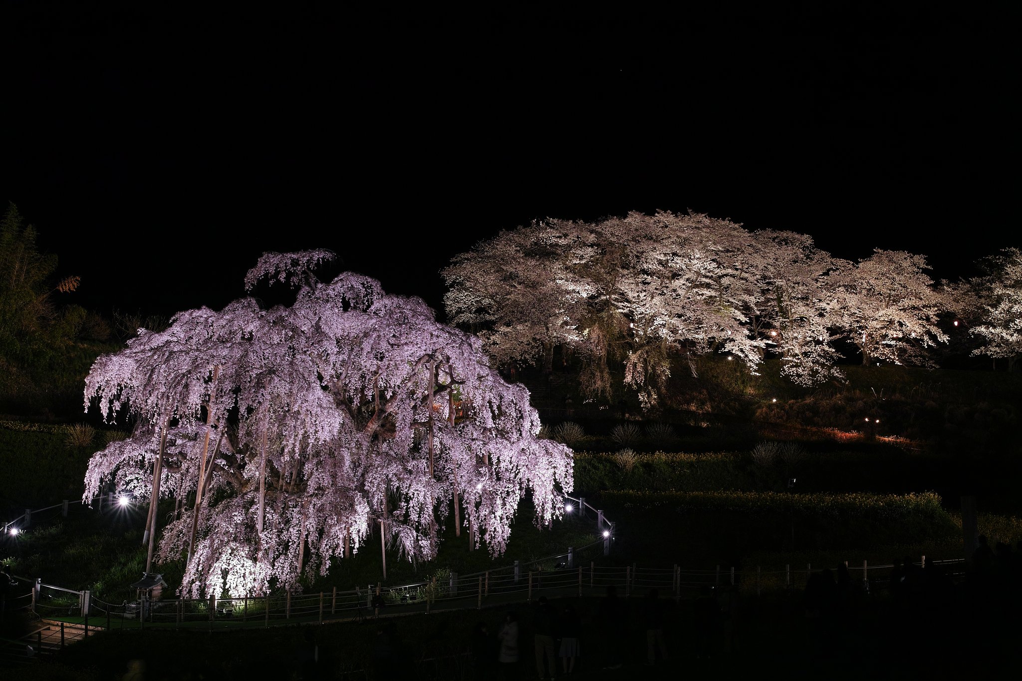 夜桜