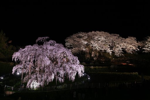 夜桜