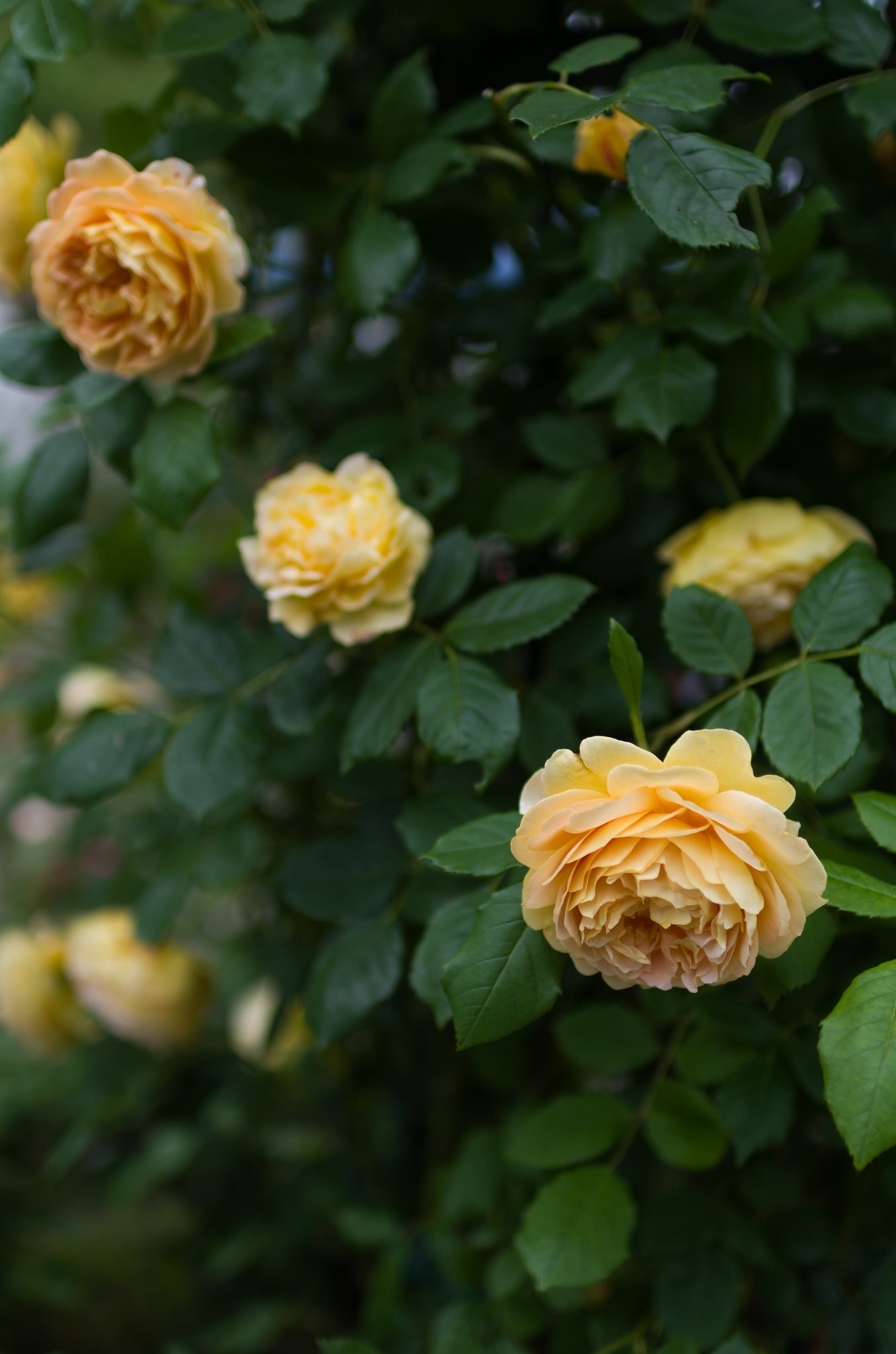 SIGMA 30mm F1.4 DC HSM