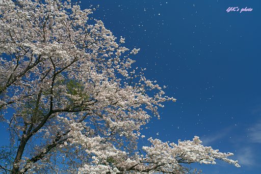 桜吹雪