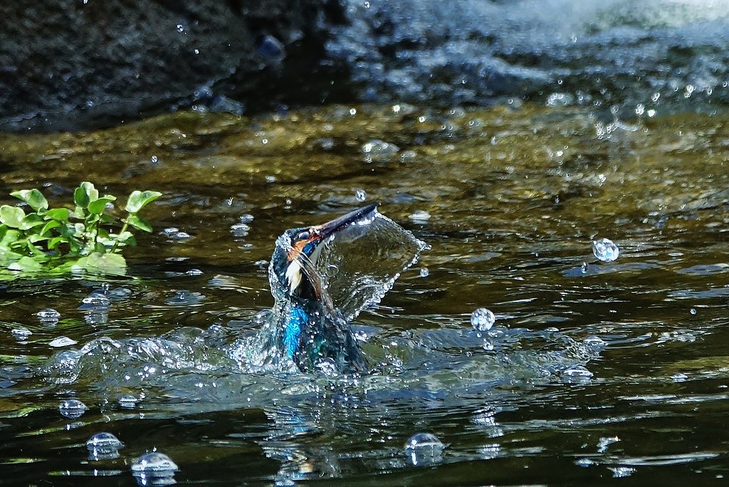 カワセミ