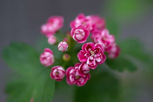 ３年待って、やっと咲いた山査子