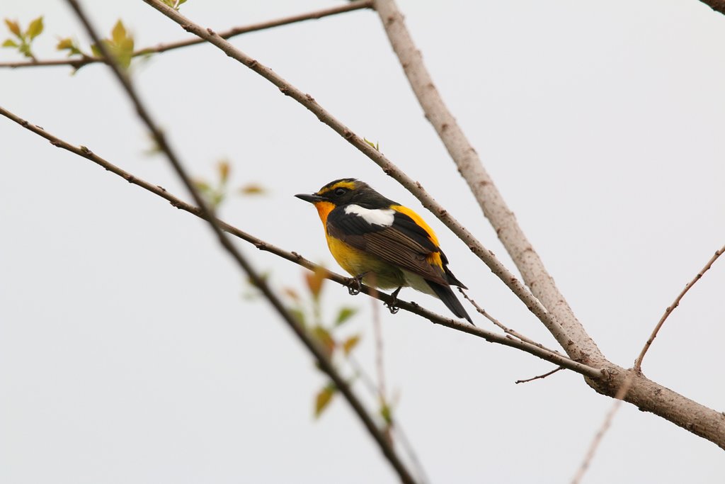 初 鳥撮影 キビタキ?