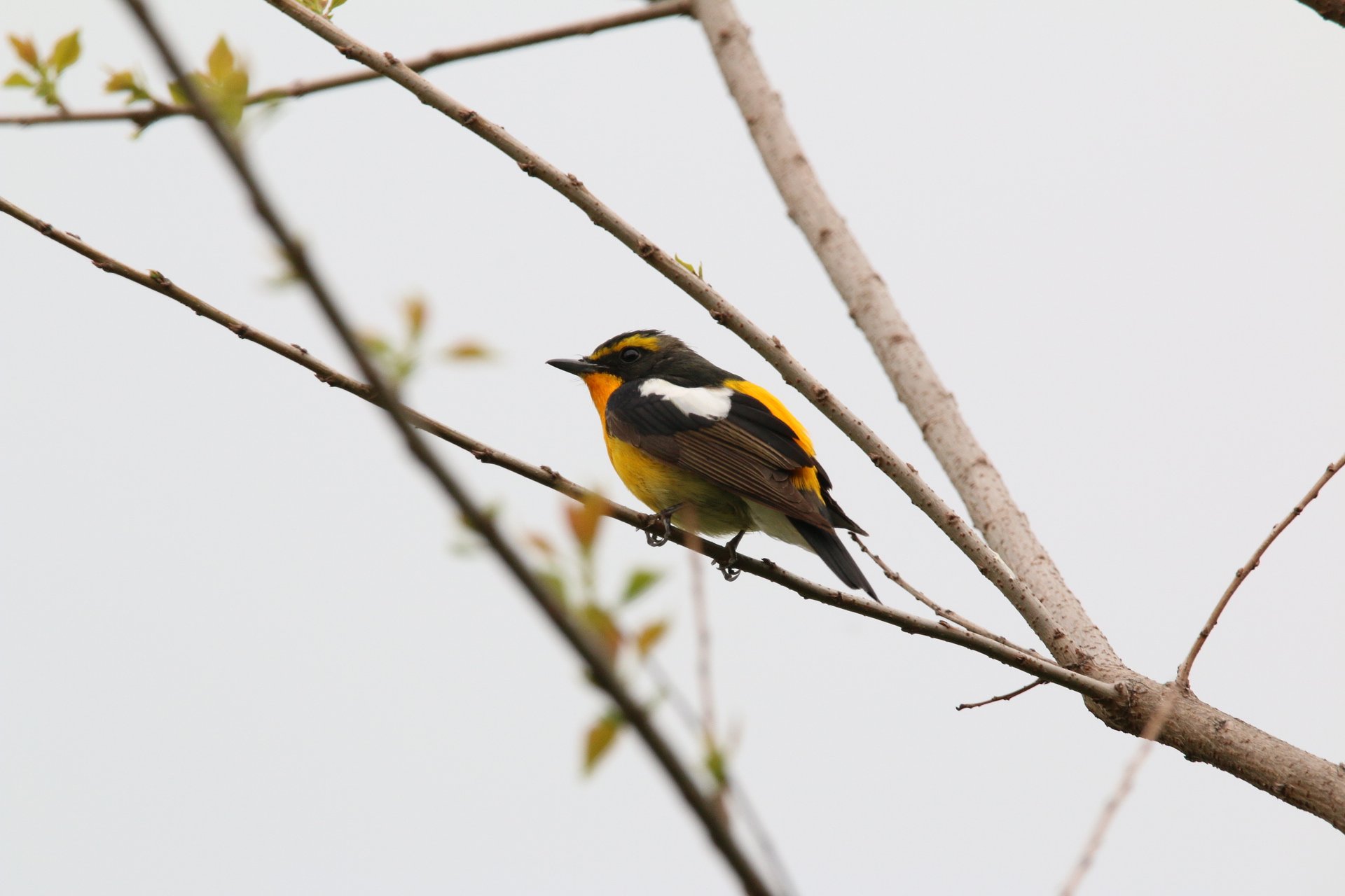 初 鳥撮影 キビタキ?