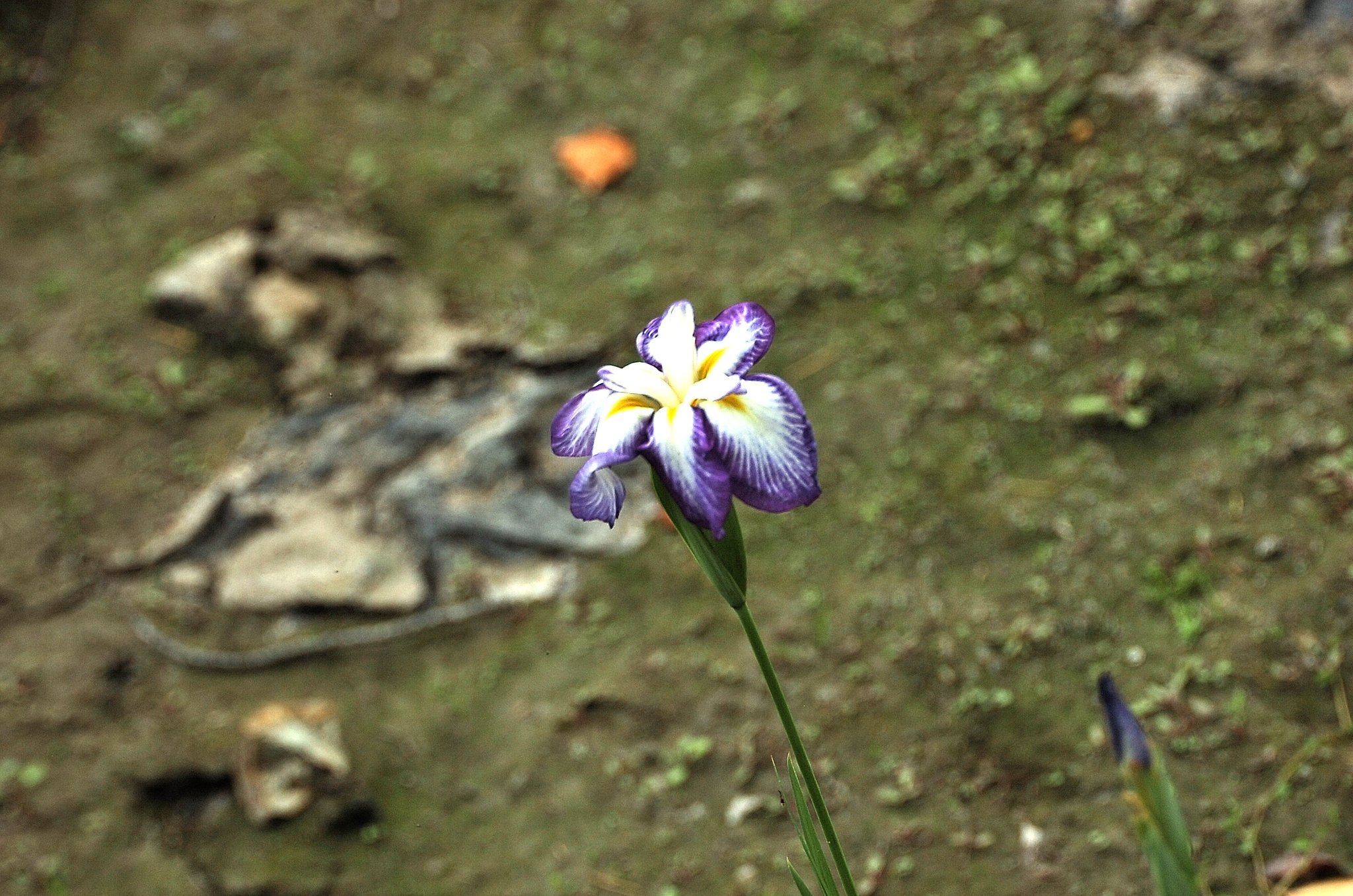 花ショウブ