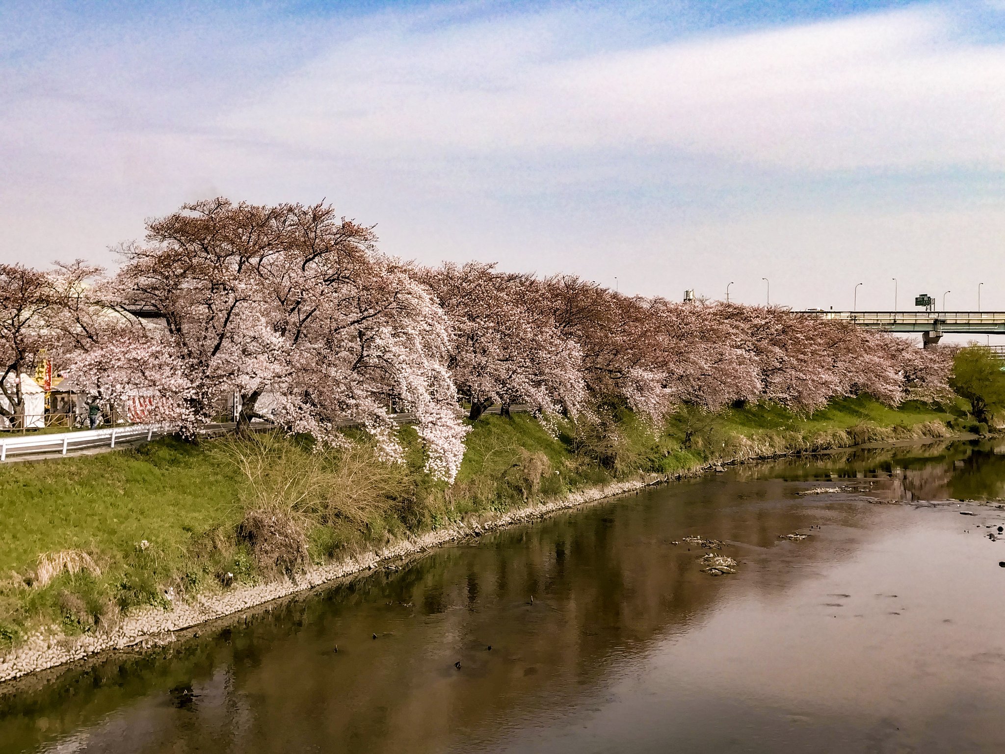 【美の国】清須の桜