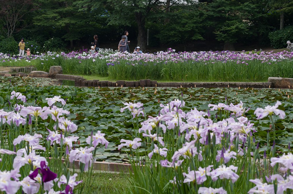 菖蒲池