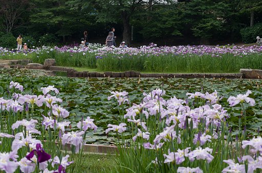 菖蒲池