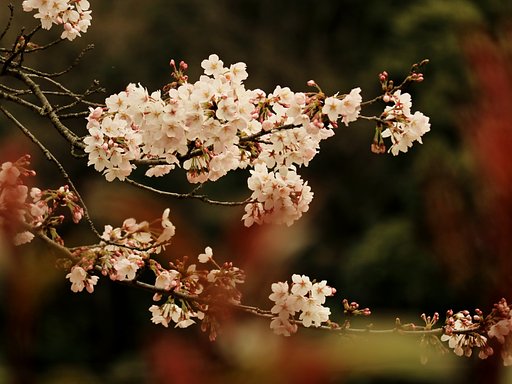一枝を