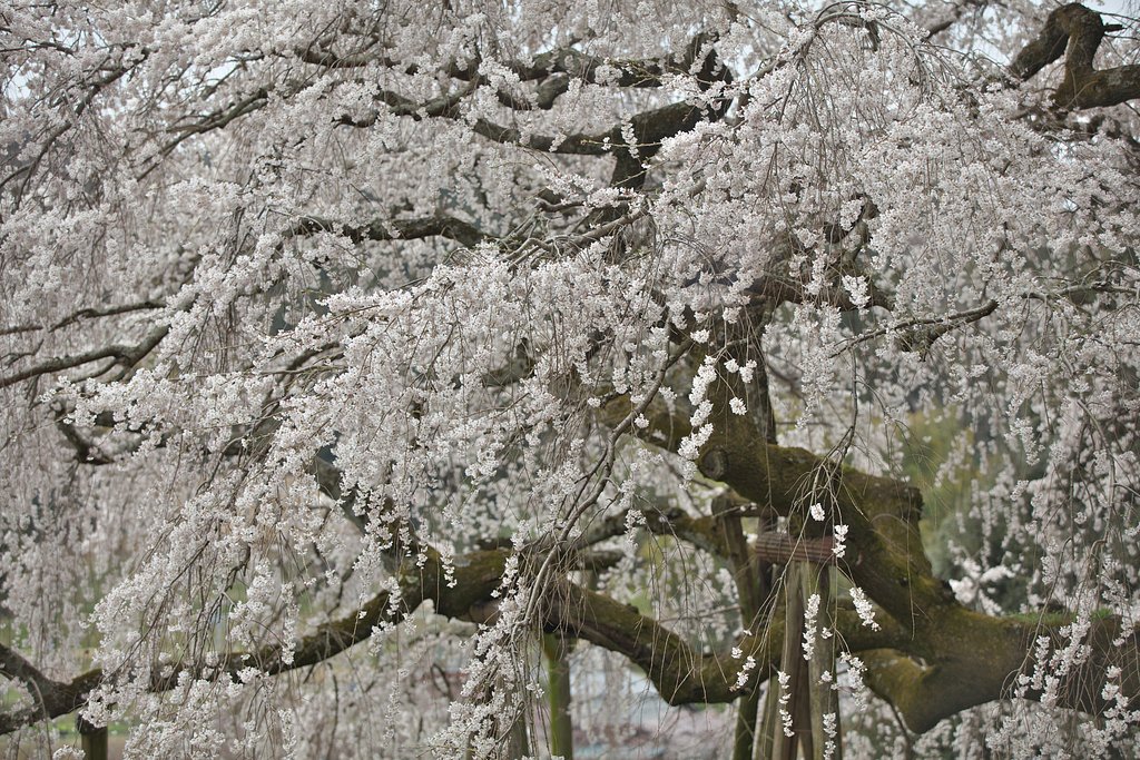 満開の枝垂桜