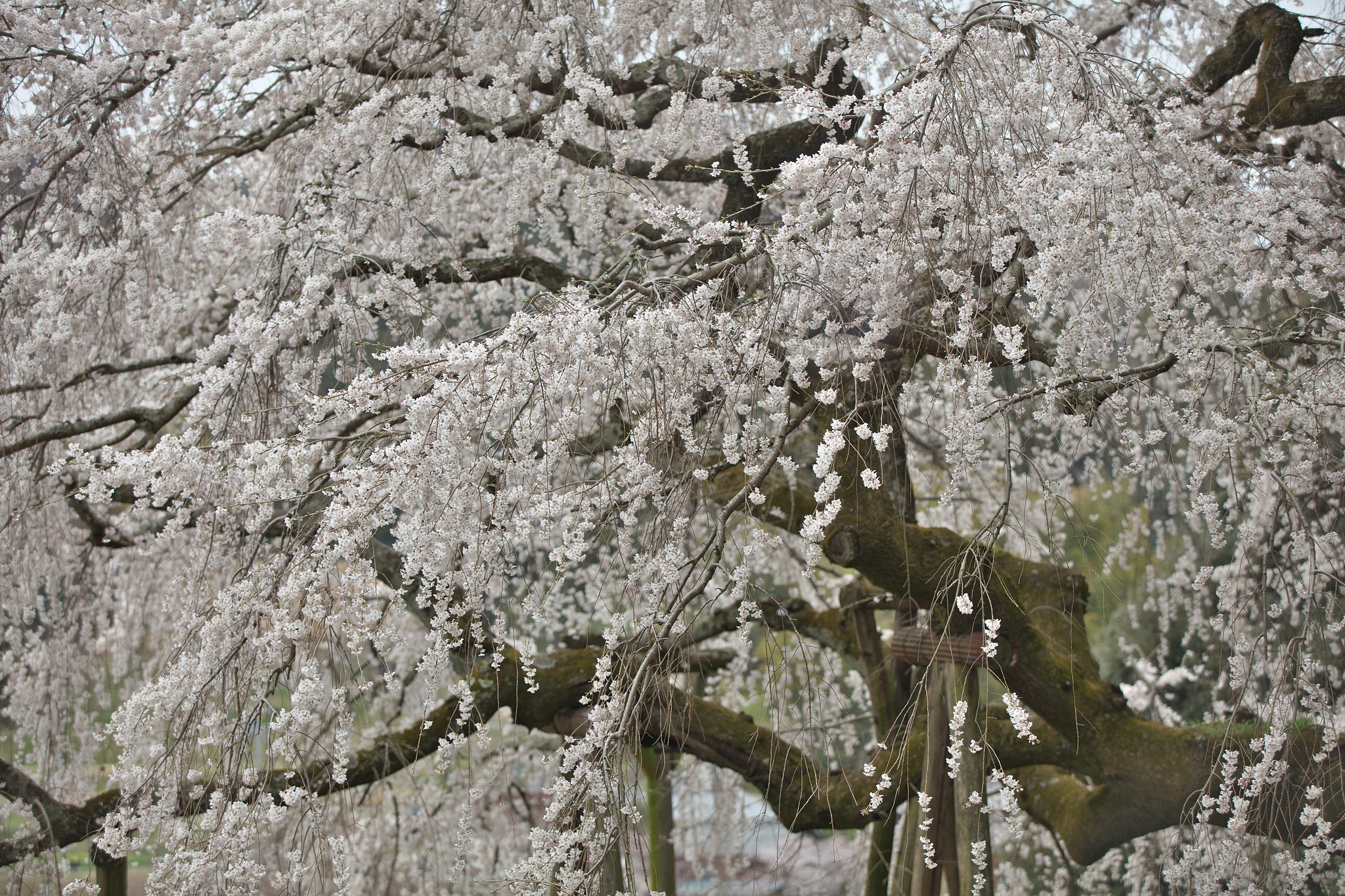 満開の枝垂桜