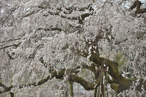 満開の枝垂桜