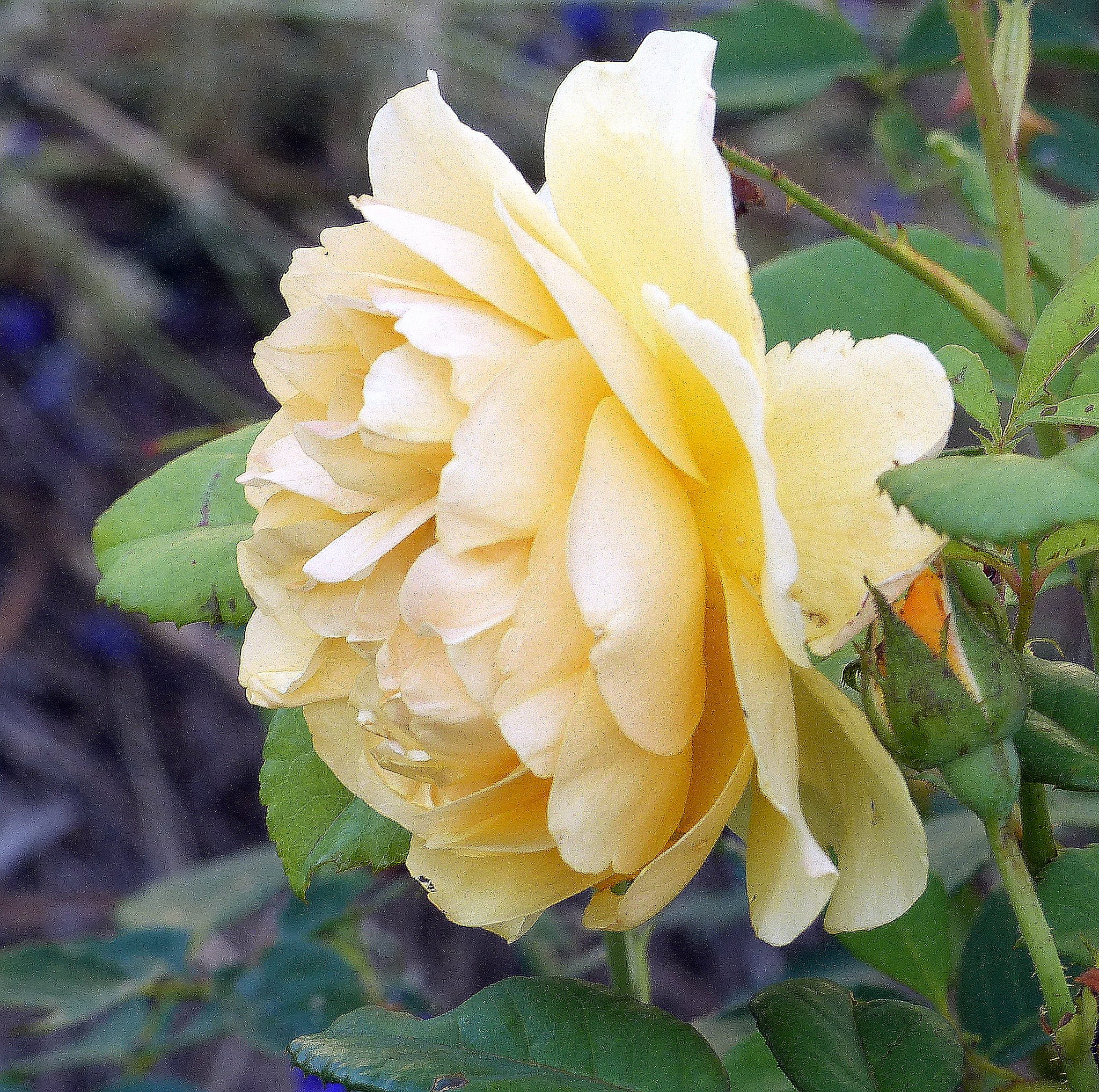 薔薇のUP　３