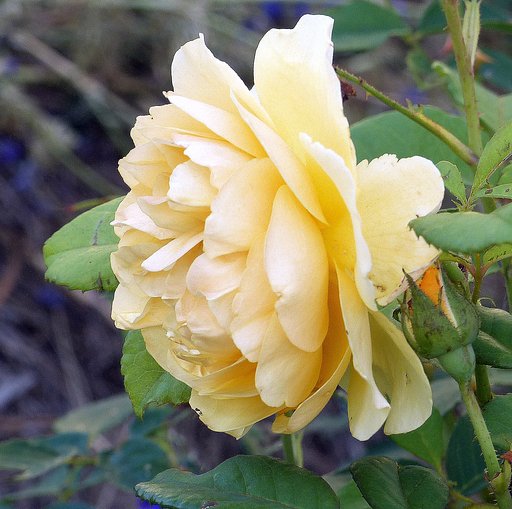 薔薇のUP　３