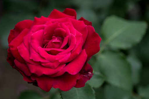 SIGMA MACRO 70mm F2.8