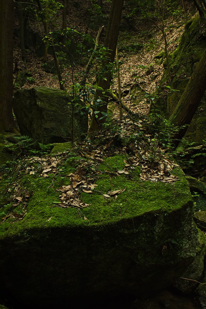 里（岩）山の岩盆樹