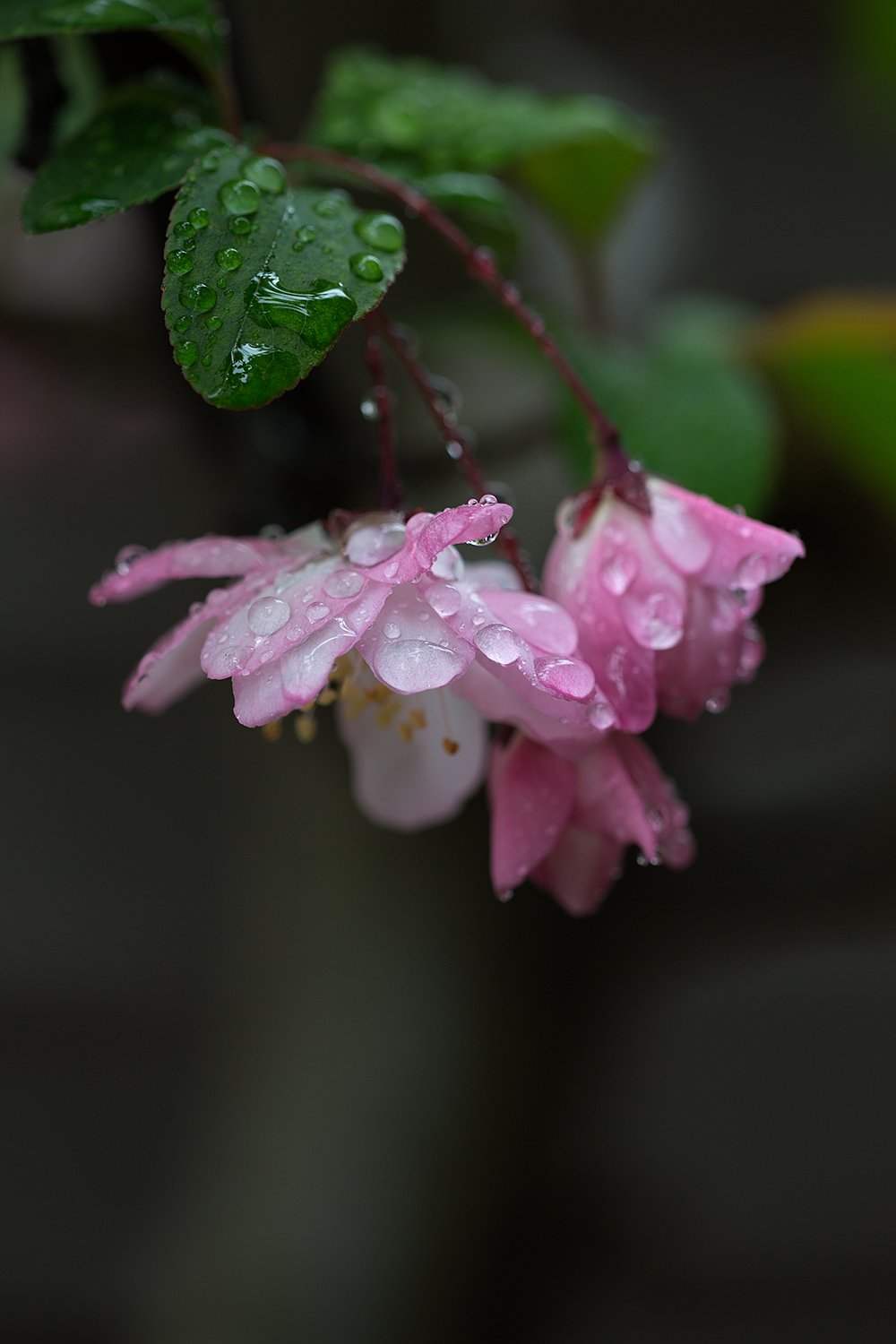 雨上がり