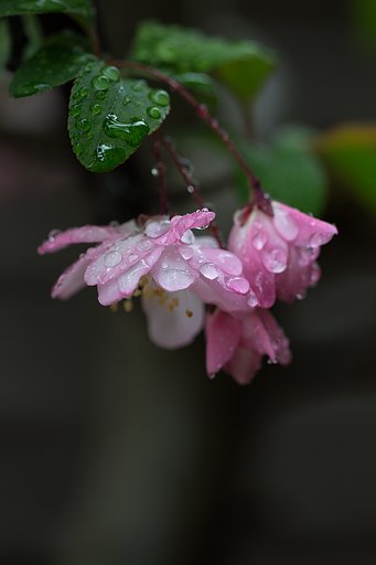雨上がり