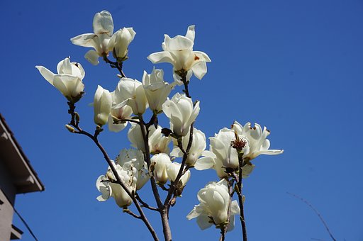 木蓮