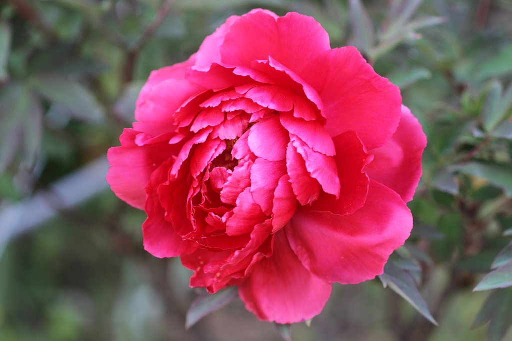 UP牡丹の花
