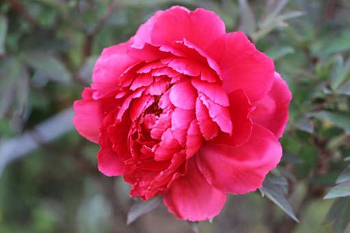 UP牡丹の花