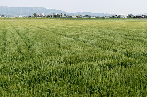風薫る