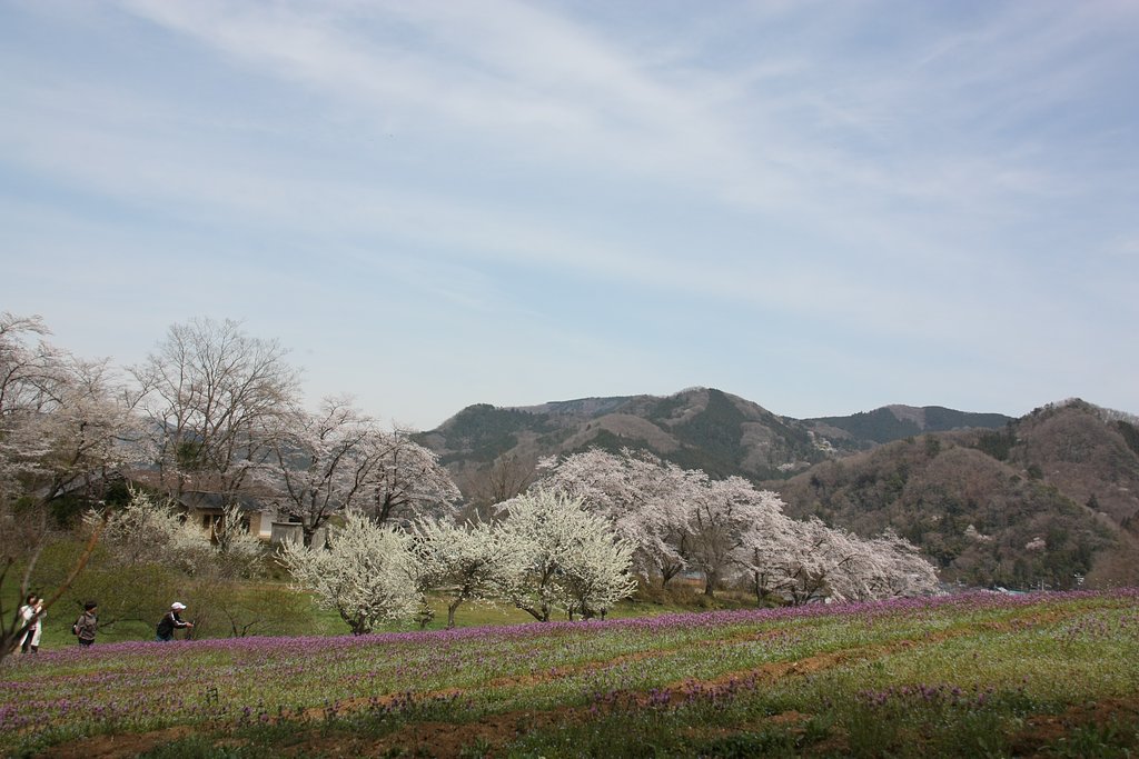 桜とホトケノザ