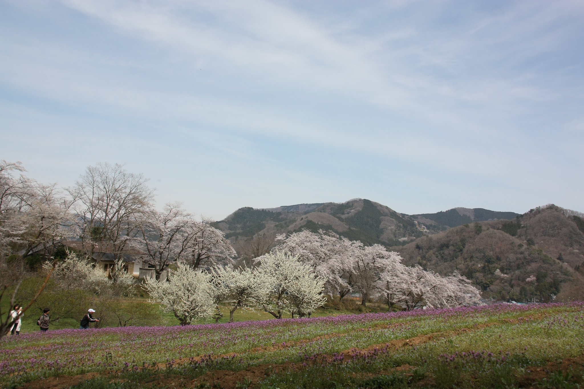 桜とホトケノザ