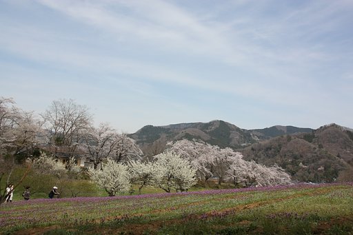 桜とホトケノザ