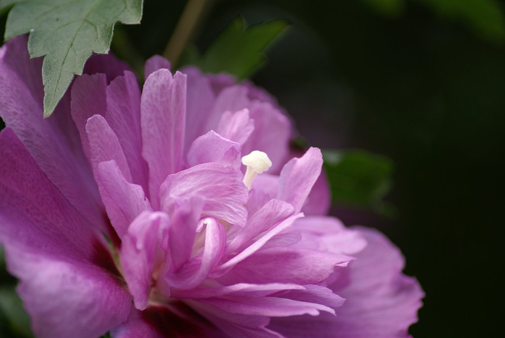 Tamron AF 55-200mm F/4-5.6 Di II LD MACRO
