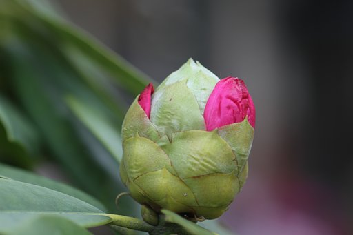 蕾