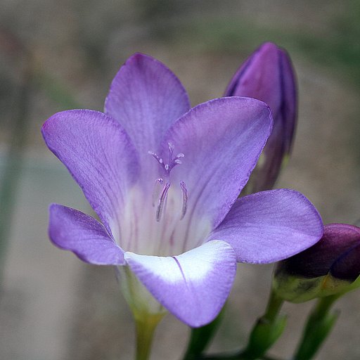 紫の色の花　３