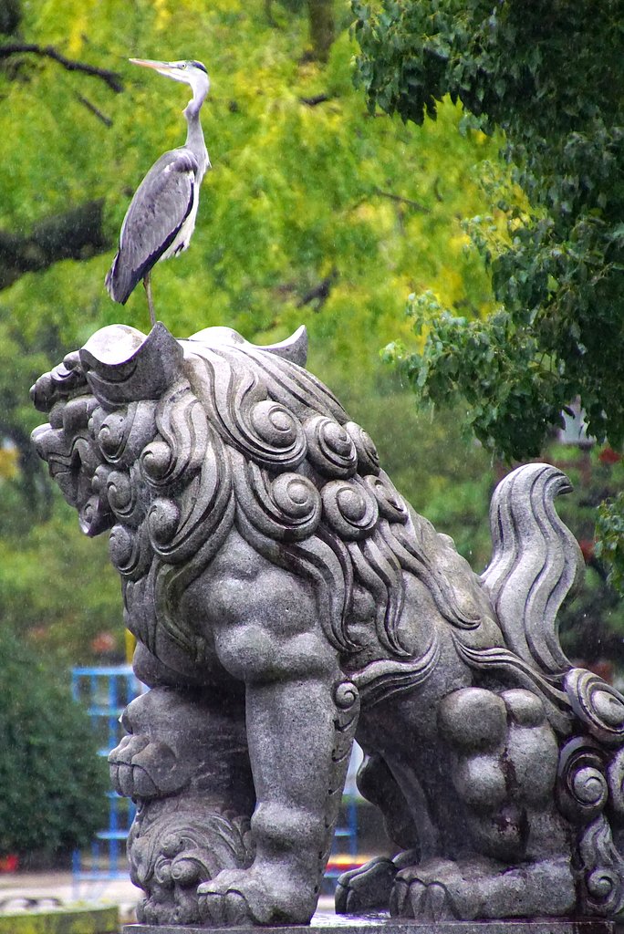 サギ
