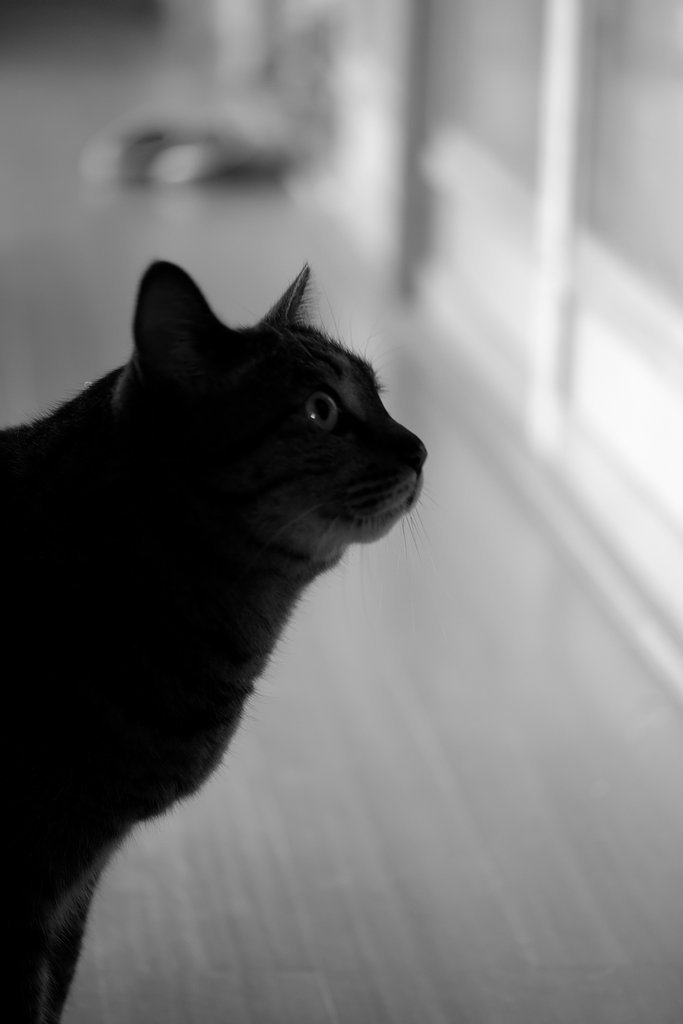 ねこ