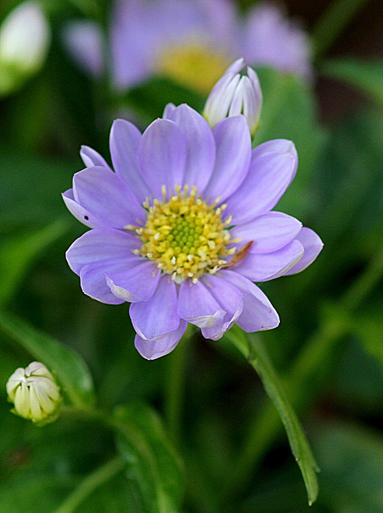 私の癒しの色の花