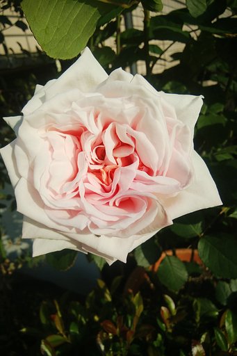 春薔薇二番目。