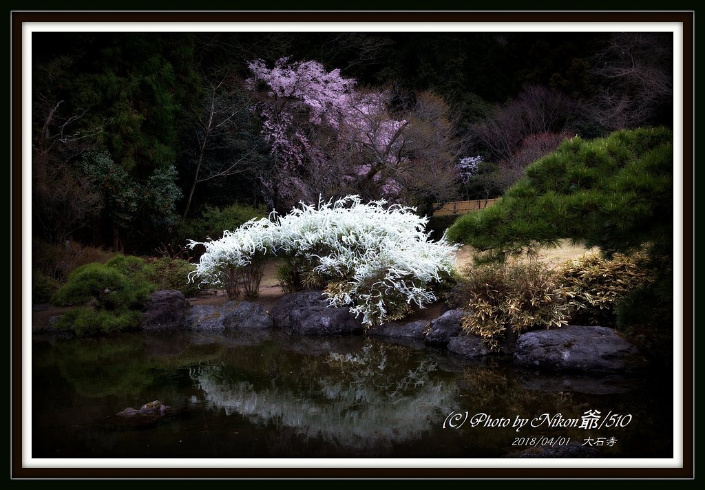 池畔の華