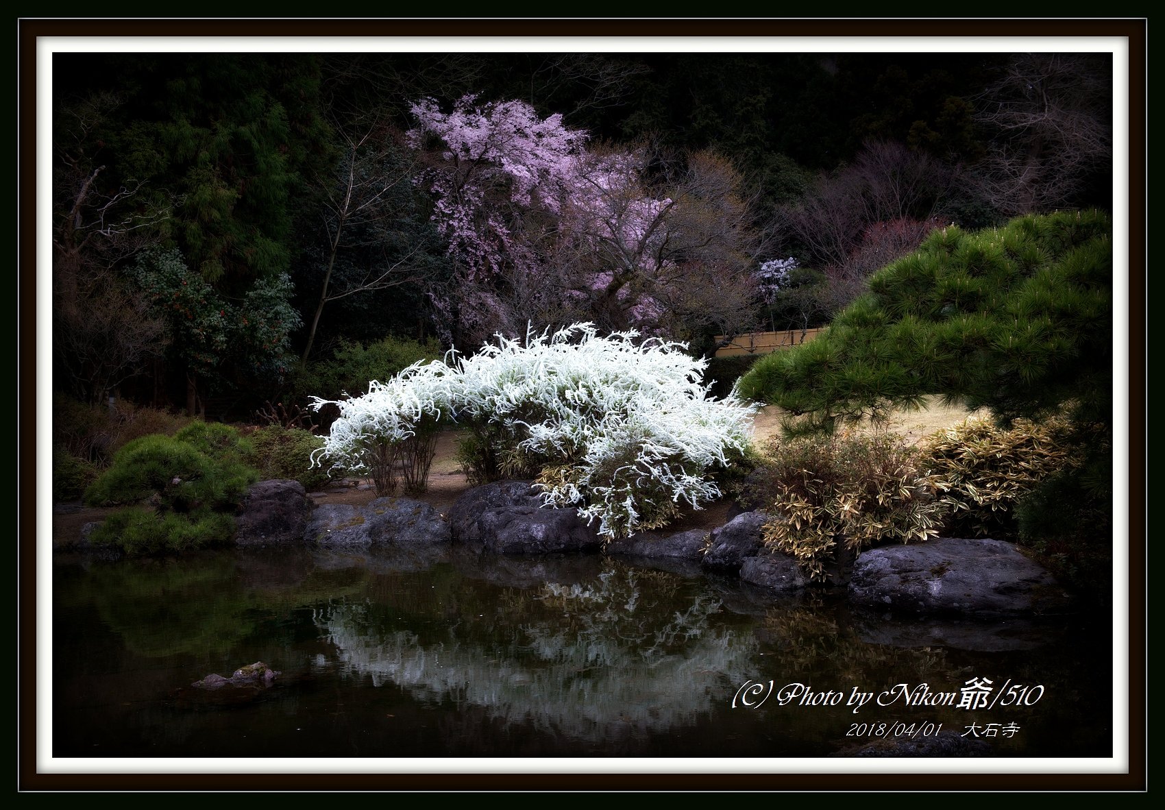 池畔の華