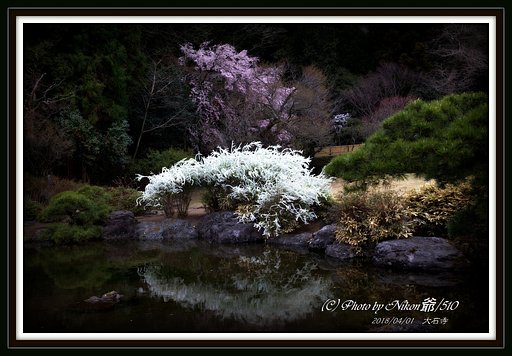 池畔の華