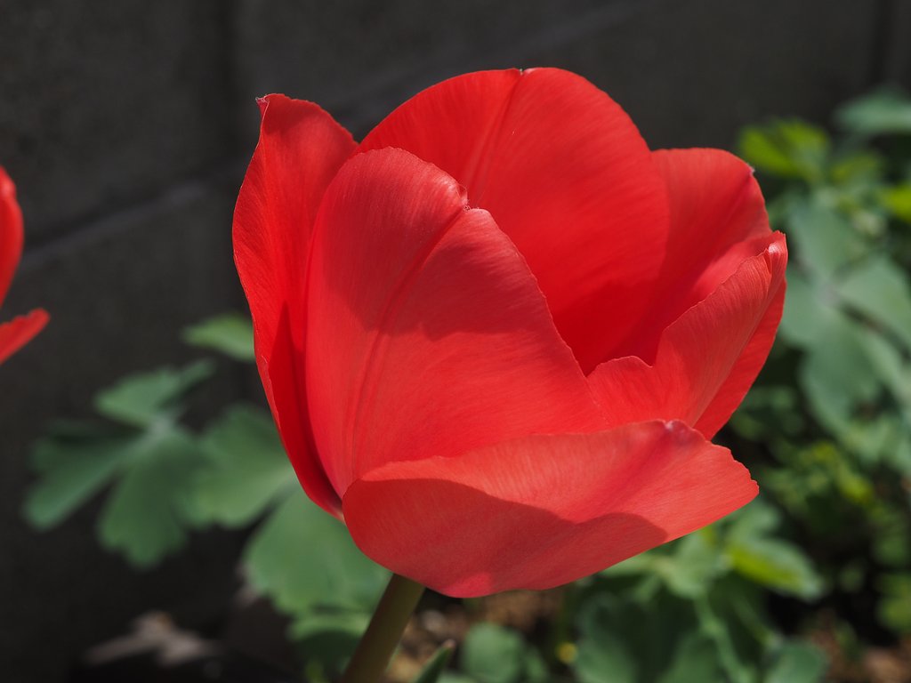 ZD35㎜F3.5macro+MMF1