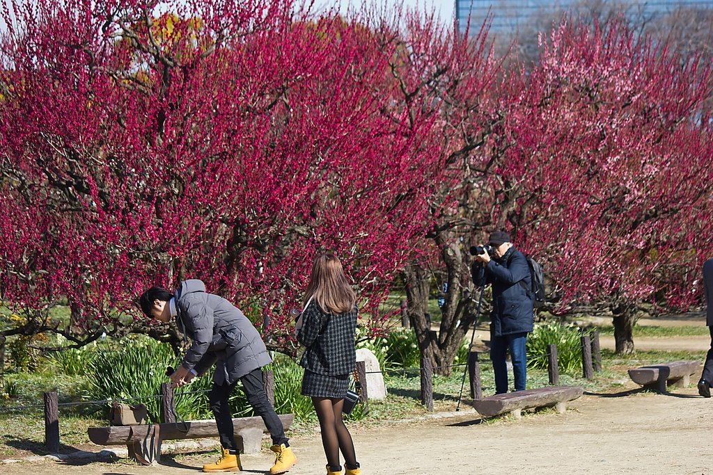 【桜花】おだやかな梅林
