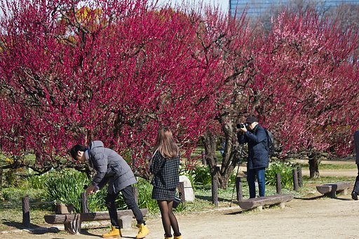 【桜花】おだやかな梅林