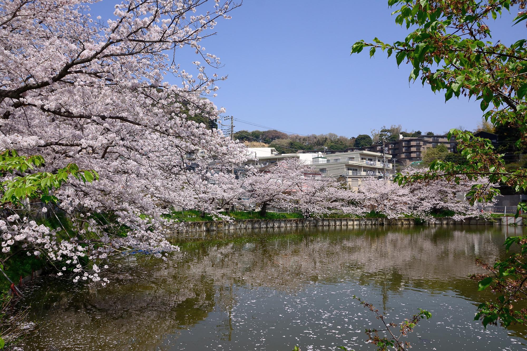 【桜花】落花
