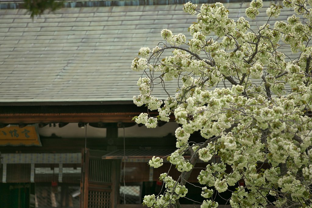 ウコン桜