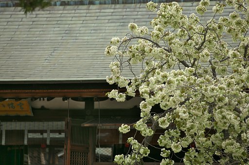 ウコン桜