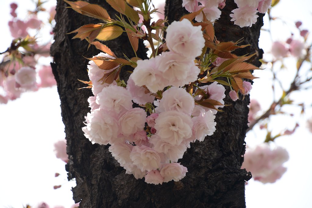 八重桜