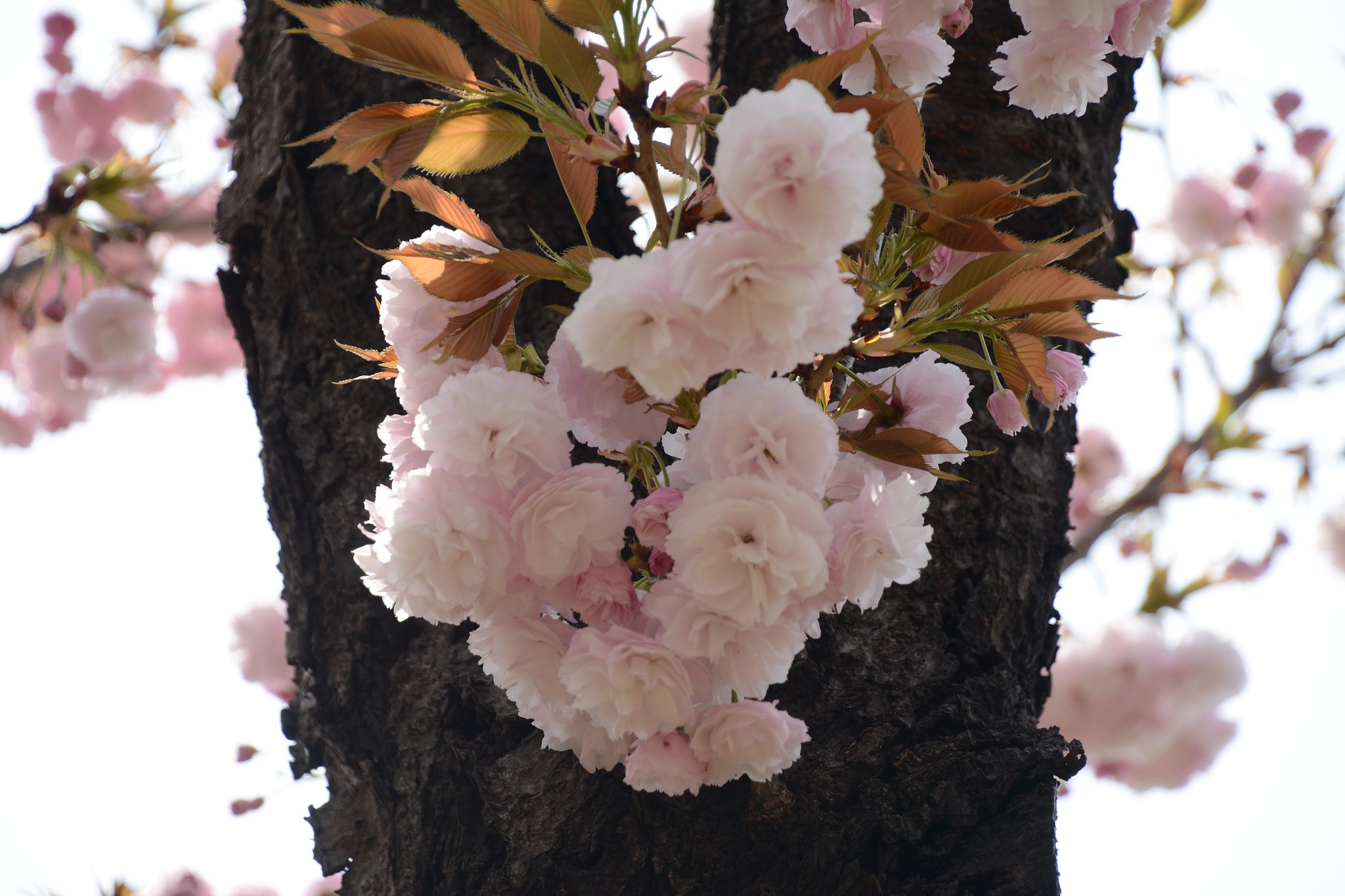 八重桜