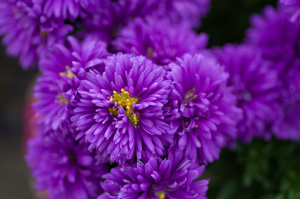 小菊