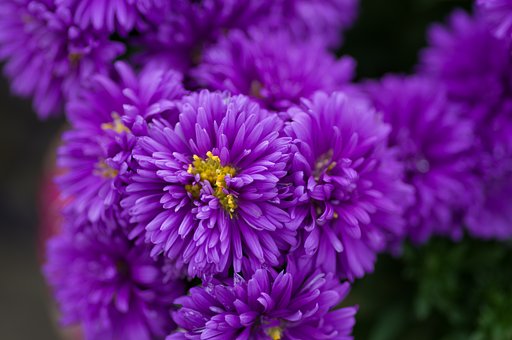 小菊